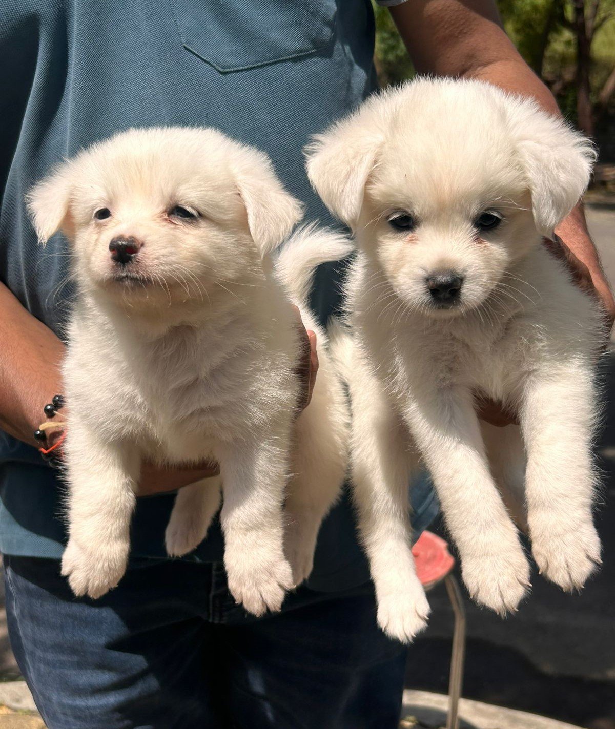 Buy Vaccinated  Pomeranian Puppy from Chennai